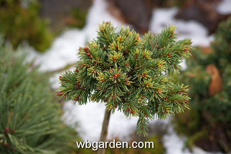wbgarden dwarf conifers 28.JPG